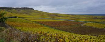In der Champagne, Weinberge bei Vertus. Foto: Champagner Club