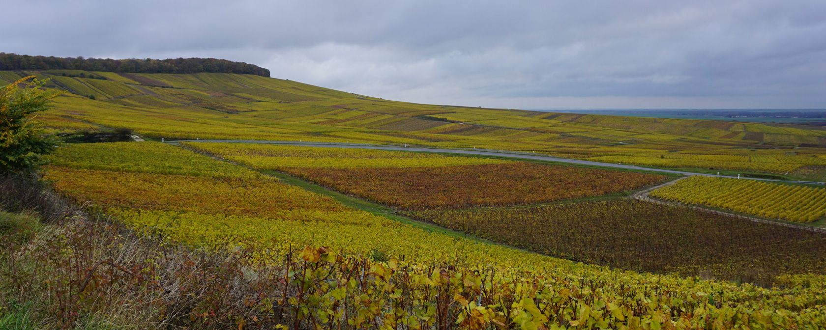 In der Champagne, Weinberge bei Vertus. Foto: Champagner Club