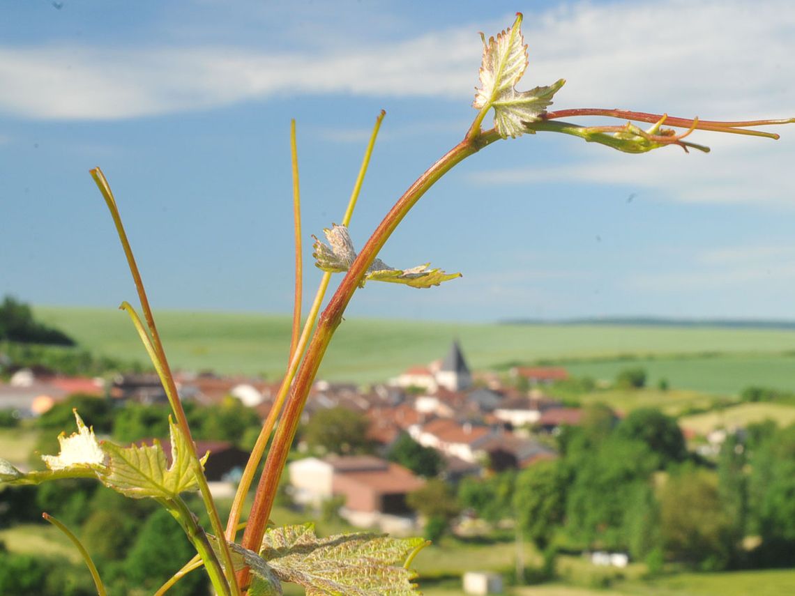 Champagne Charles Clement: Heimat