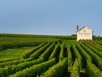 Champagne Veuve Clicquot: Weinberge vor der Ernte. Foto: Champagne Veuve Clicquot / Alexis Jacquin