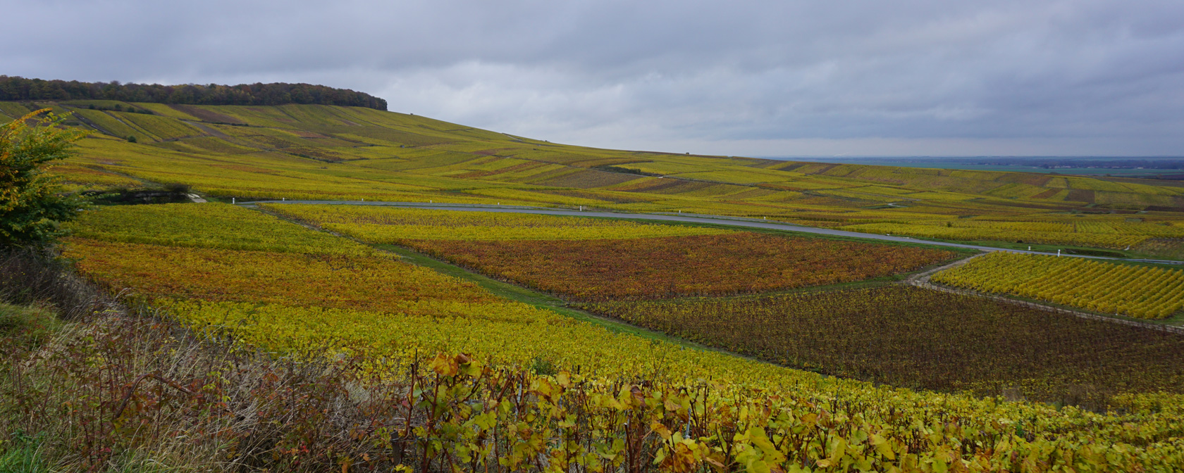 In der Champagne, Weinberge bei Vertus. Foto: Champagner Club