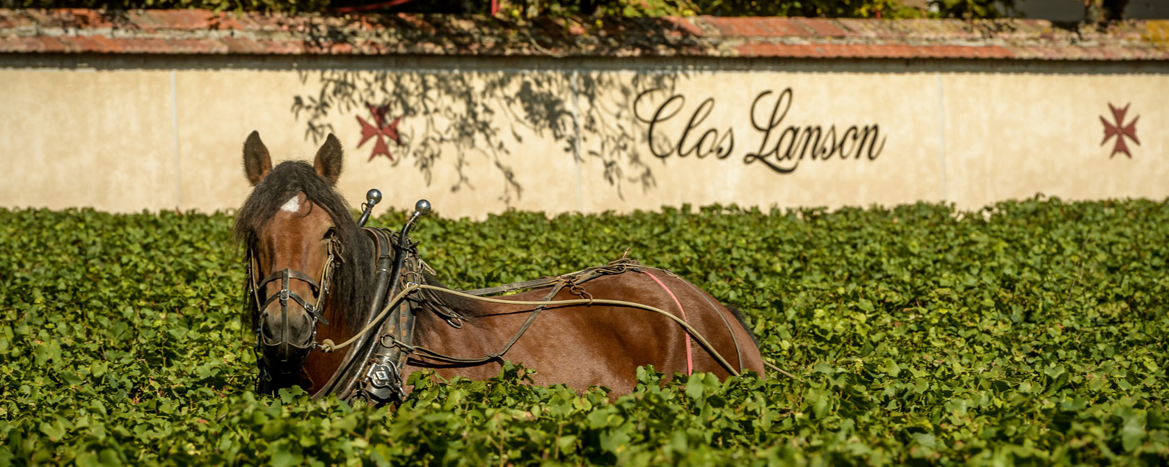 Champagne Lanson Clos de Lanson