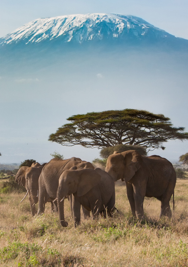 Explorer Fernreisen: Elefanten vor dem Kilimandscharo