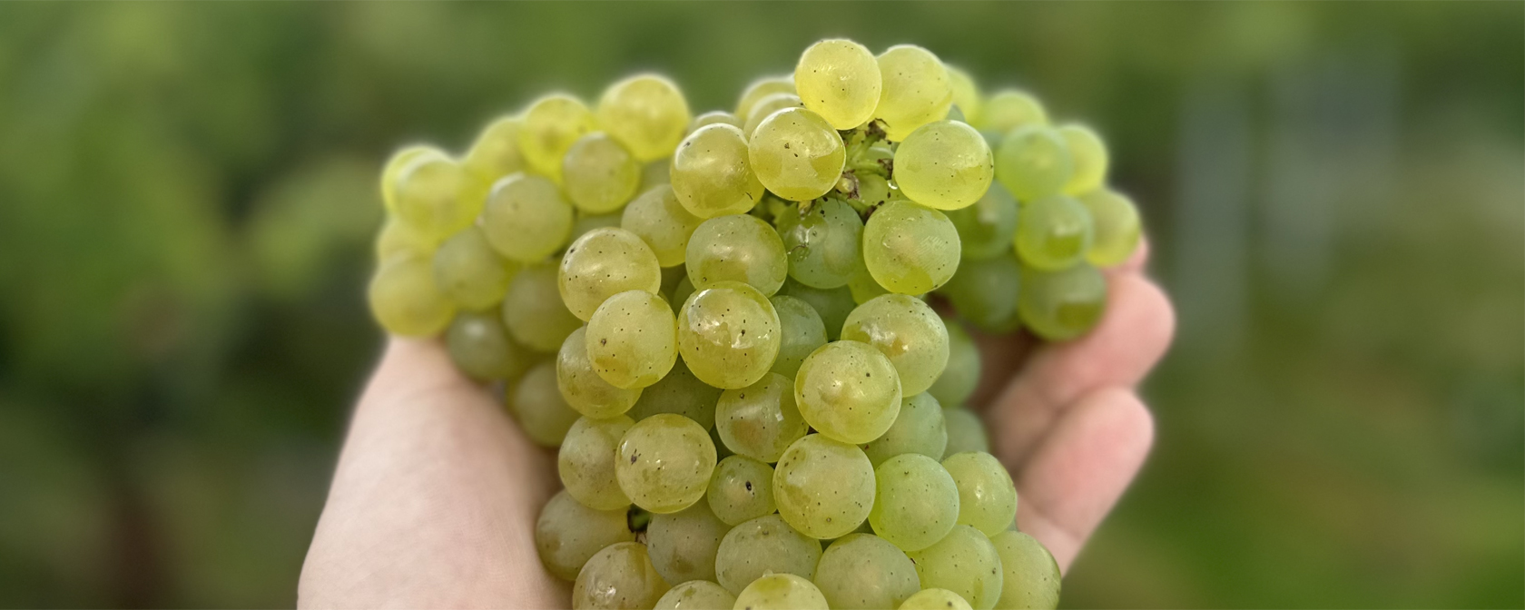 Champagne Pol Couronne Traubenlese 2023 Chardonnay. Foto: Champagne Pol Couronne